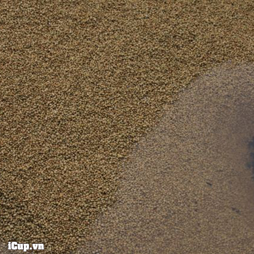 Kenya AA Asali Fully Washed