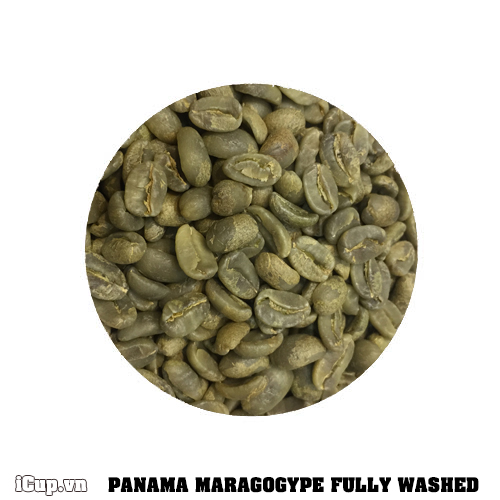 Cà phê nhân sống Panama Maragogype chế biến ướt - Giống cà phê có kích thước lớn nhất thế giới