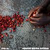 Cà phê Burundi Mikuba là những hạt Red bourbon chín mọng