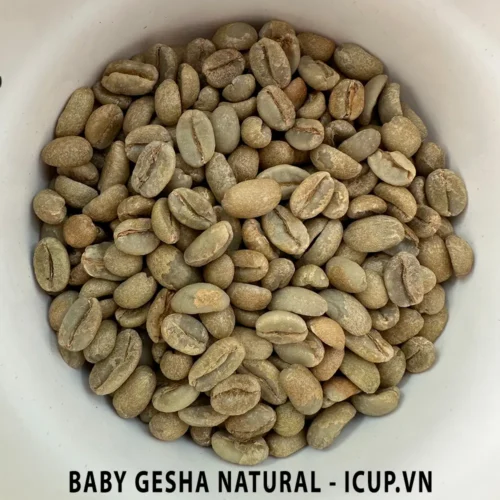 Hạt cà phê nhân xanh Ethiopia Baby Gesha iCup.vn