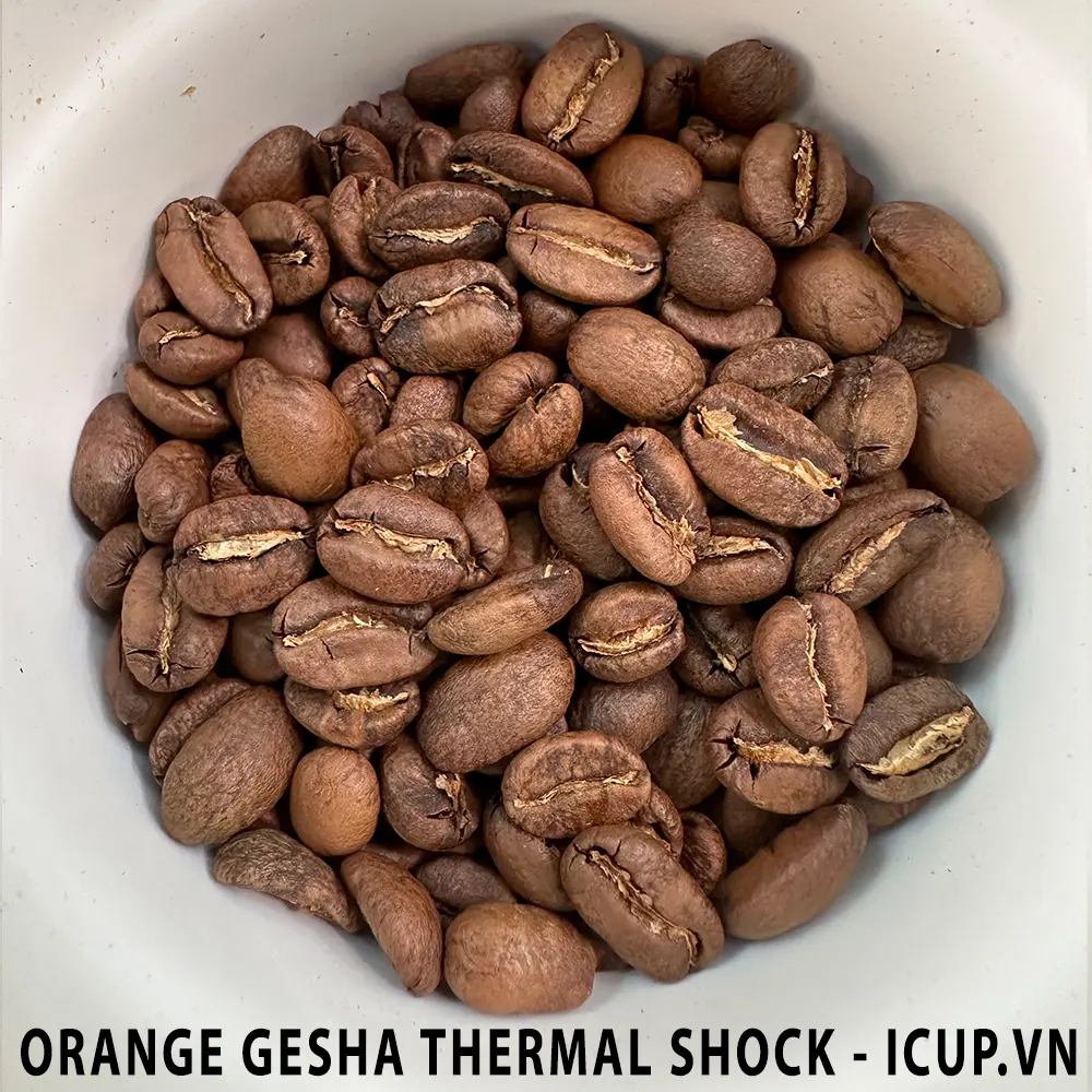 Cà phê Colombia Orange Gesha Thermal Shock đã rang iCup.vn