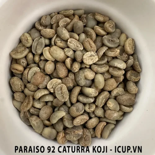 CÀ PHÊ NHÂN XANH CATURRA KOJI