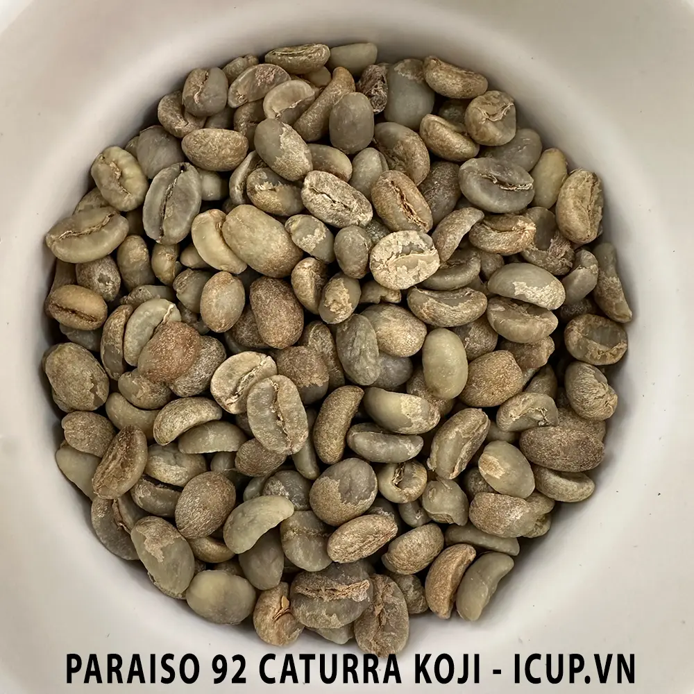 CÀ PHÊ NHÂN XANH CATURRA KOJI