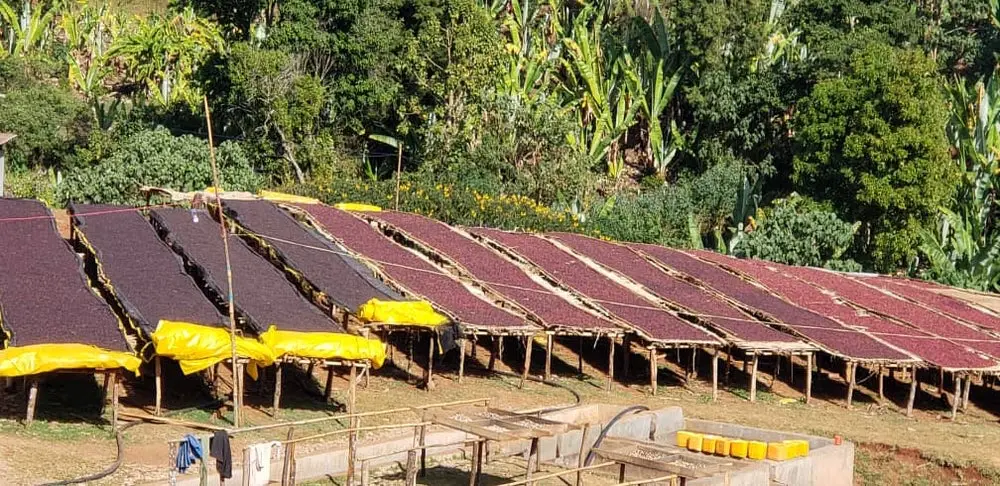 Cà phê Guji Buku Abel được phơi trên giàn nâng dưới ánh nắng mặt trời